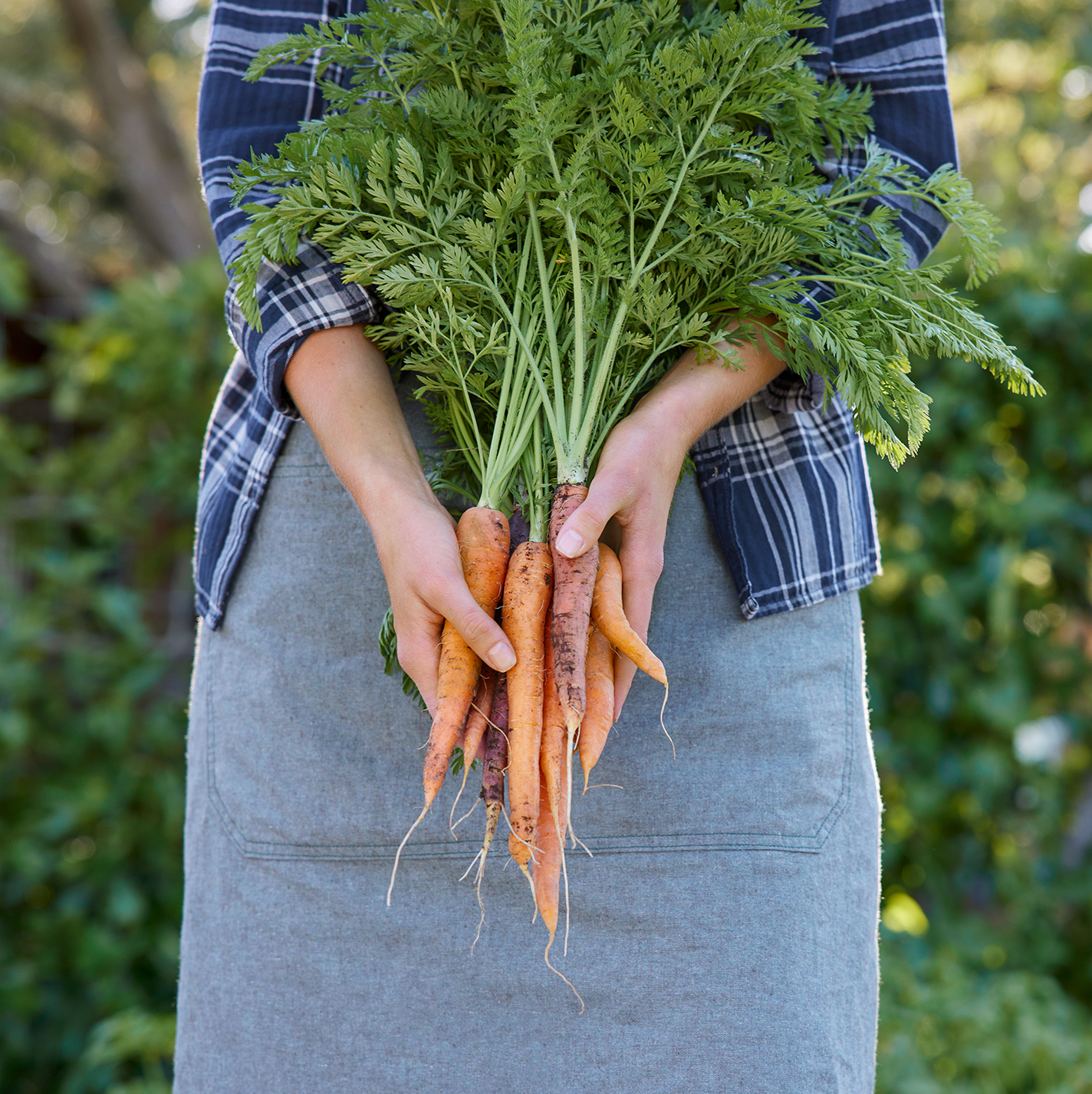 A person holding freshly harvested carrots with two hands.